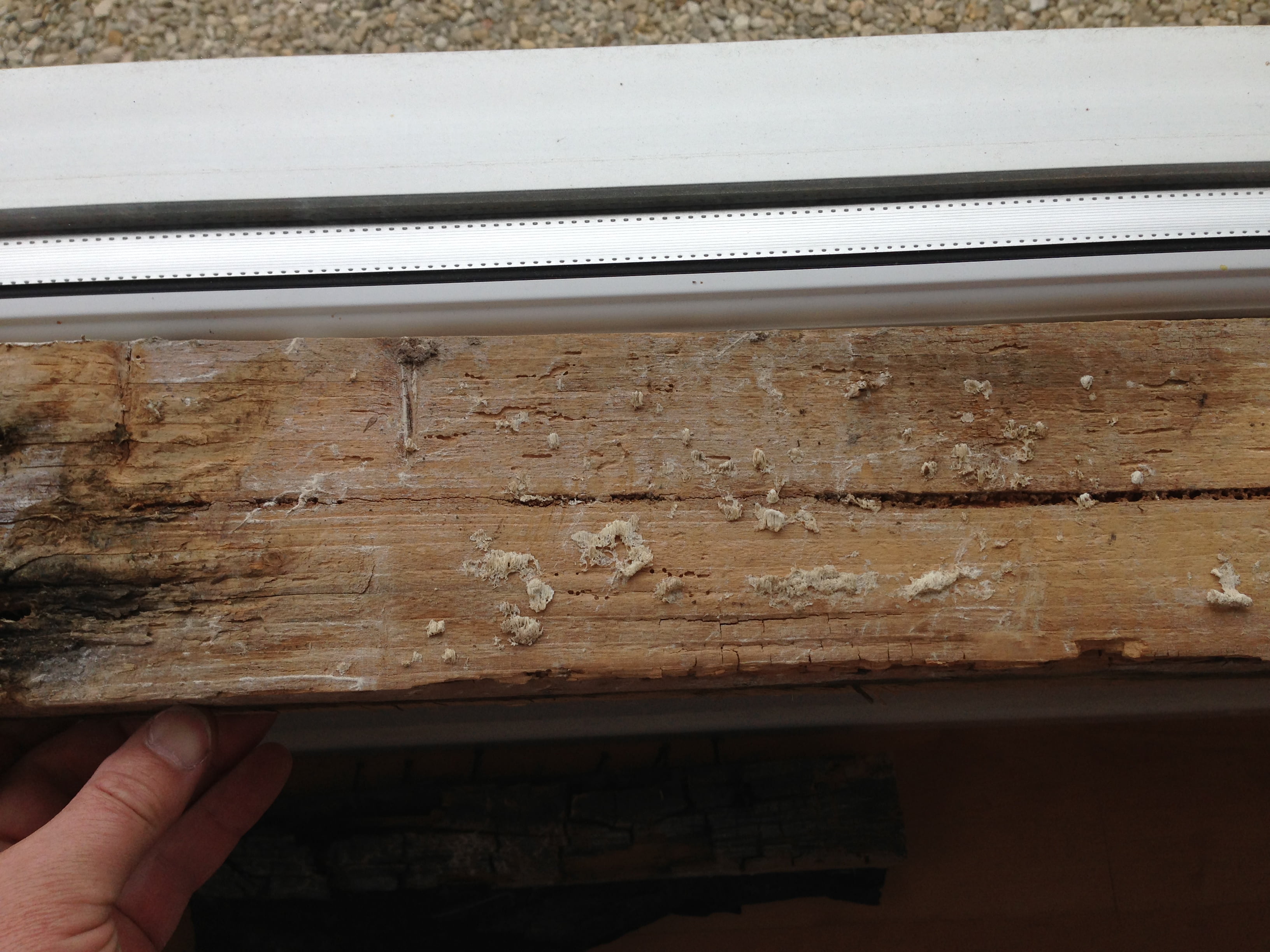 Wet-Rot Wet-Rot